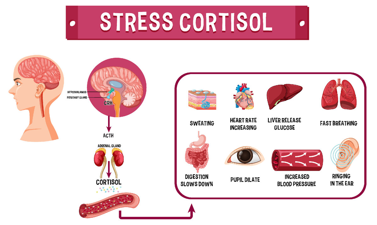 Схема синтеза кортизола (фото из бесплатных источников интернета)