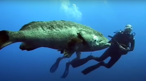 Источник: YouTube, Camel Dive Club, кадр из видео