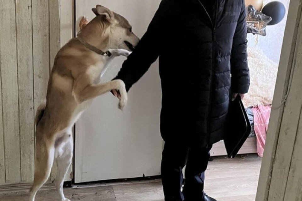    Полиция изъяла собаку у хозяина. Фото: УМВД России по Кировской области