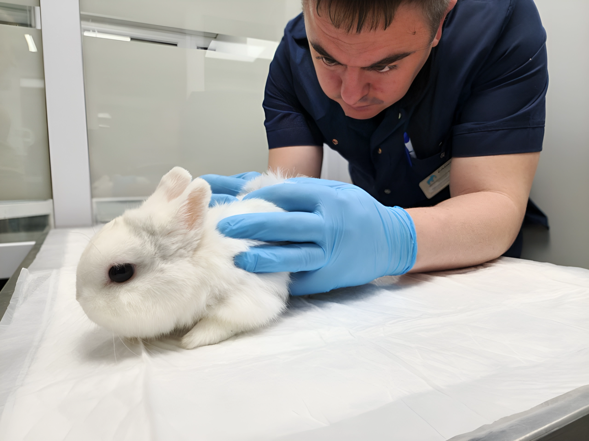 Ушастый пациент