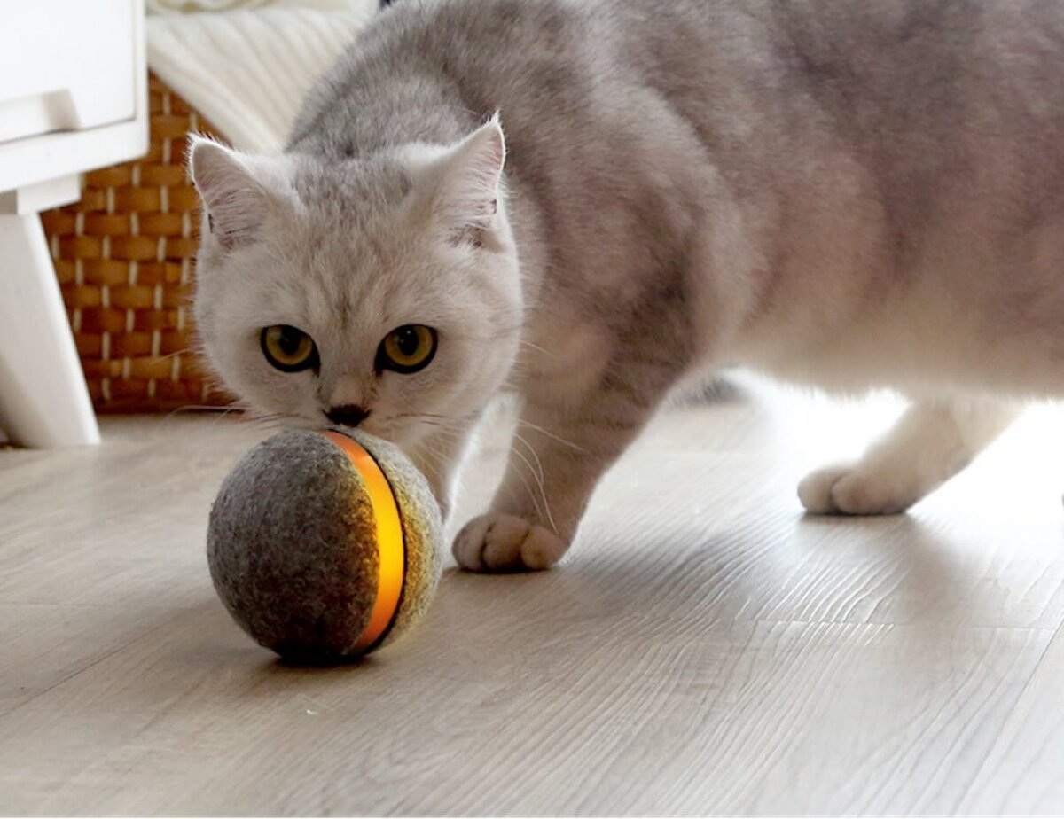 Кошки обожают мячики