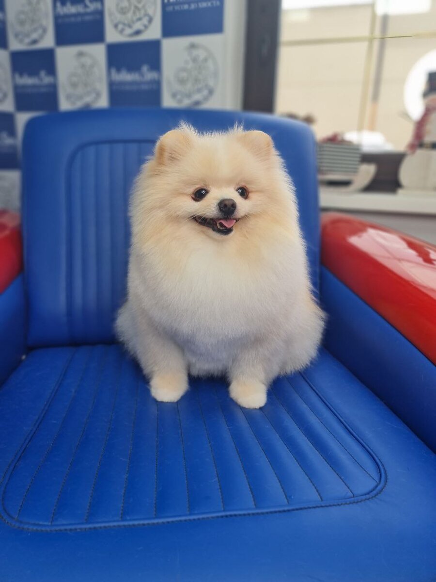 Правильная стрижка шпица выглядит так