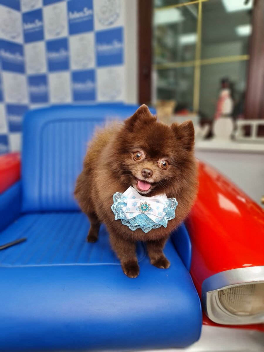 Правильная стрижка шпица выглядит так