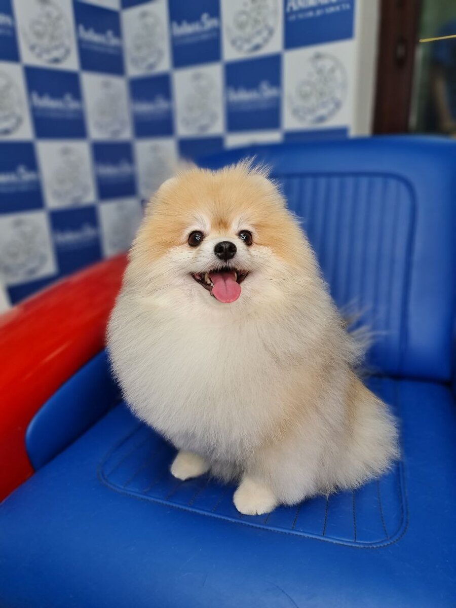 Правильная стрижка шпица выглядит так