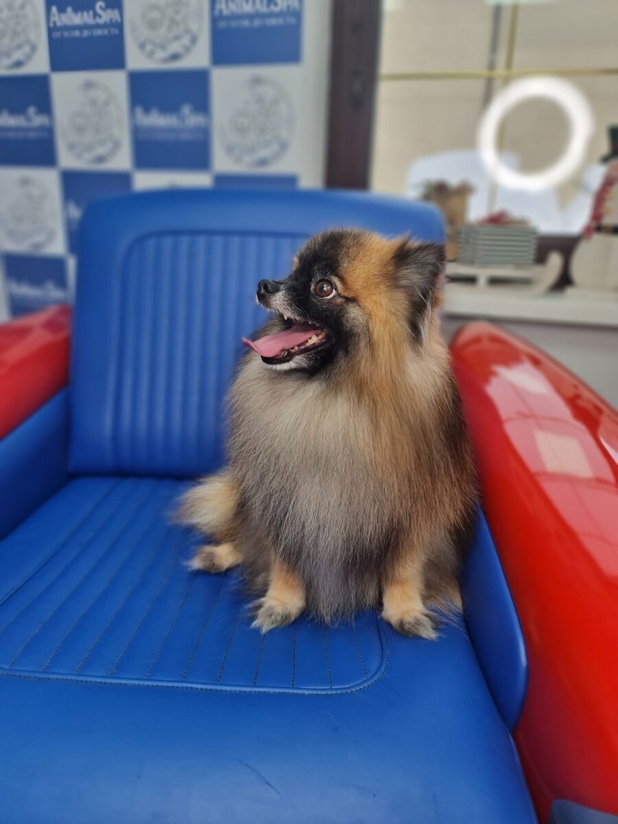 Кто-то вообще не стрижет шпица, а приводит только на гигиенический груминг. Даже лапки просят оставить нетронутыми, так хозяевам нравится больше 