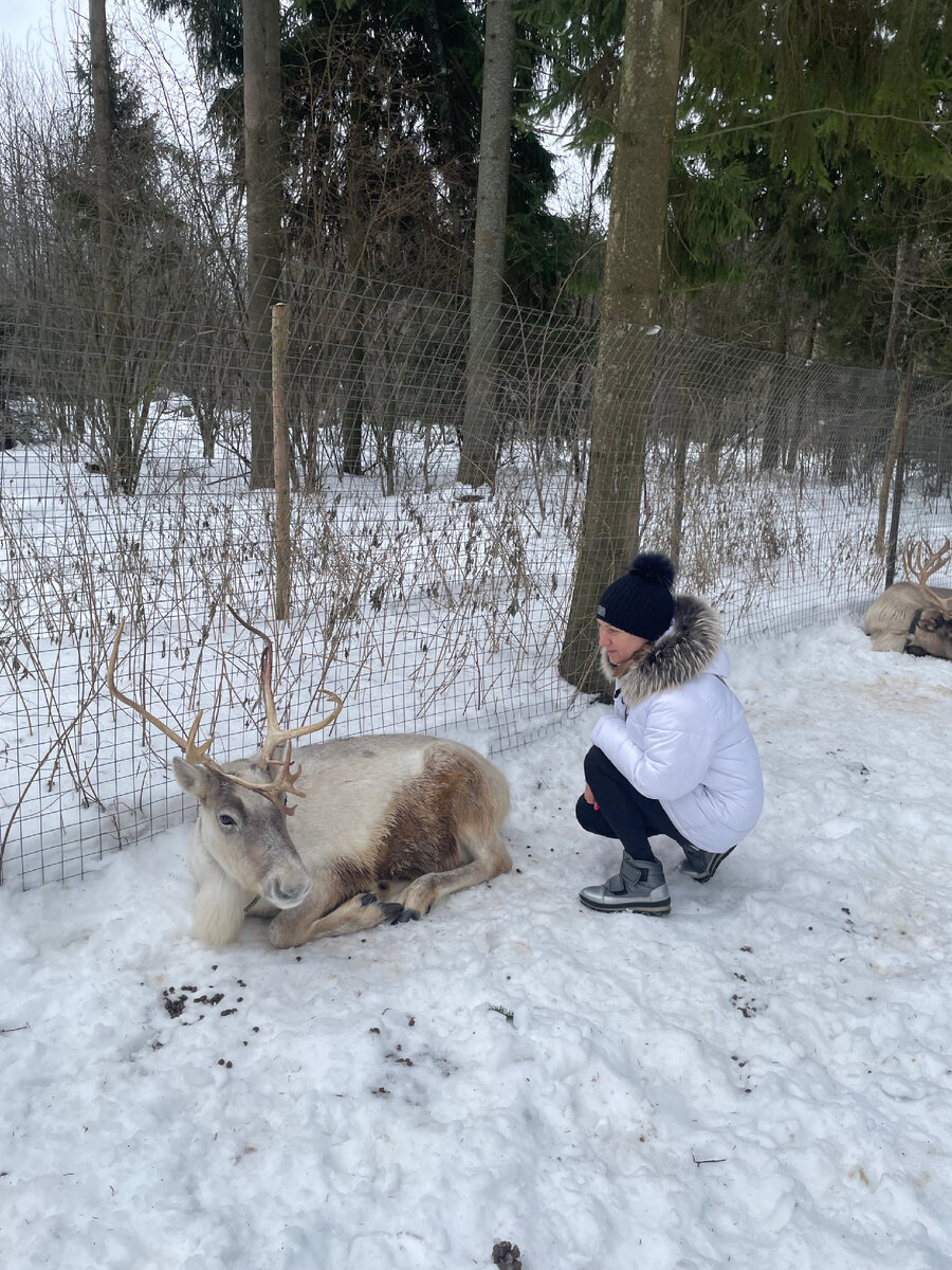 Оленей можно гладить 