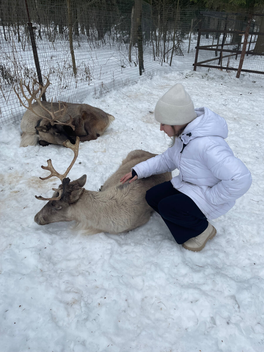 Северные олени