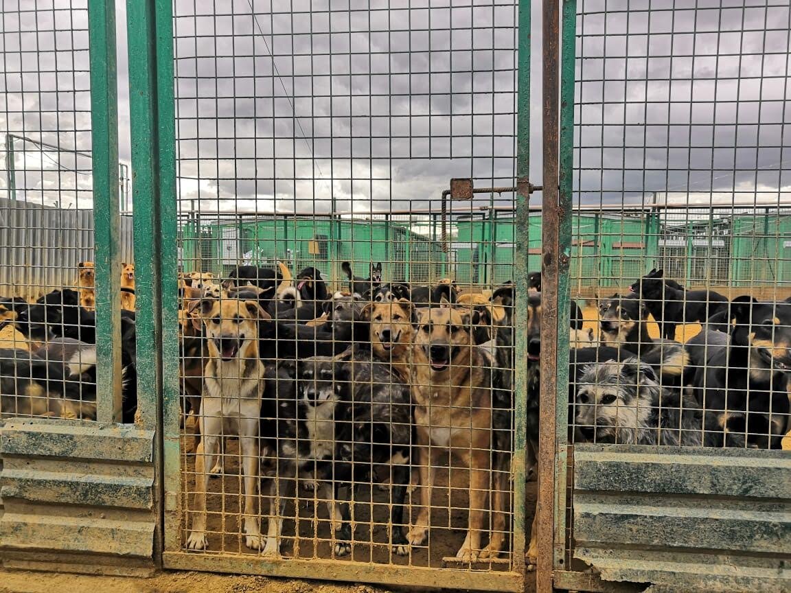 собаки на выгуле в приюте Кожухово (ВАО Москва) до переезда