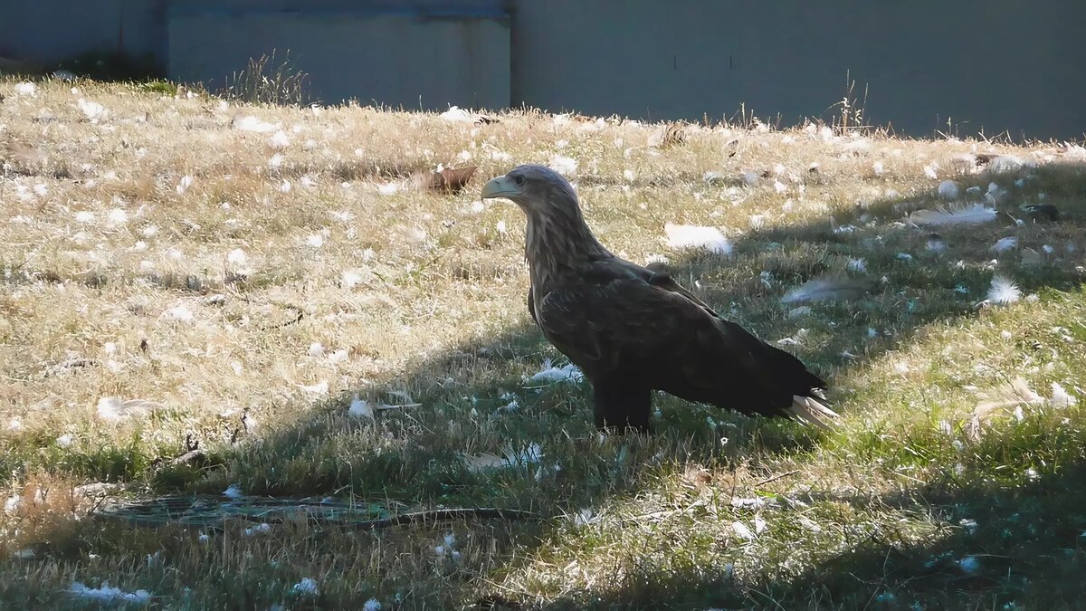     У одного из спасённых орланов есть шанс вернуться в дикую природу. В реабилитационном центре увидели прогресс после операции.