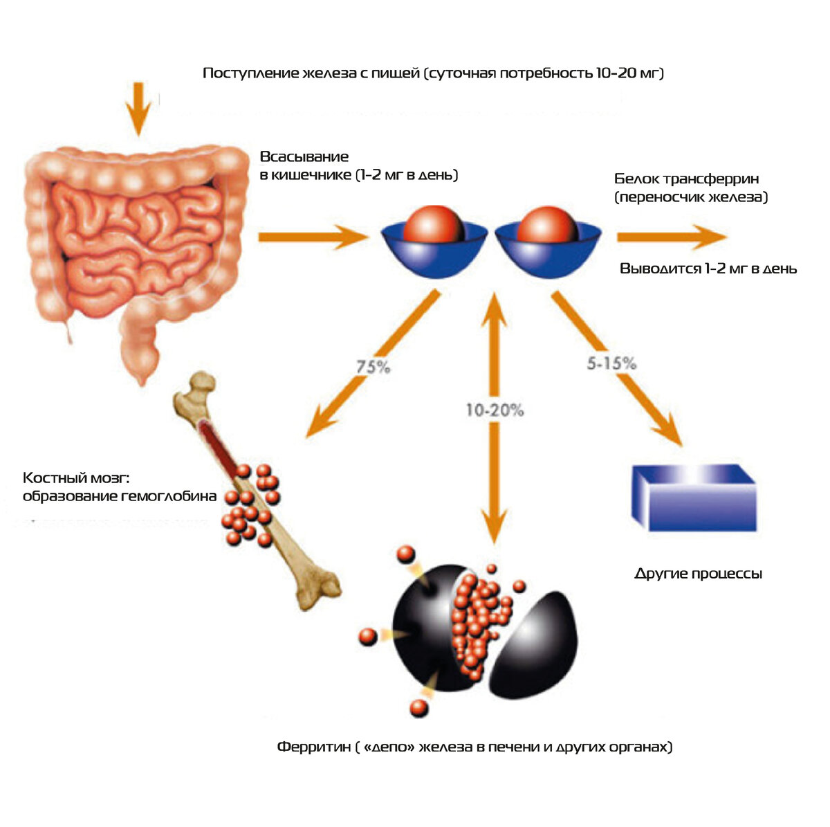 Обмен железа схема. Нарушение обмена железа. Схема обмена железа в организме. Ферритин биохимия. Симптомы очень низкого ферритина у женщин.