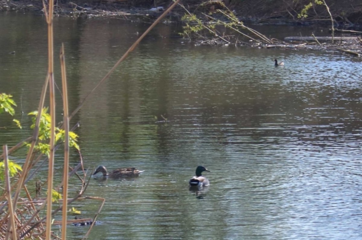    Река Темерник, через которую отремонтируют мост.
