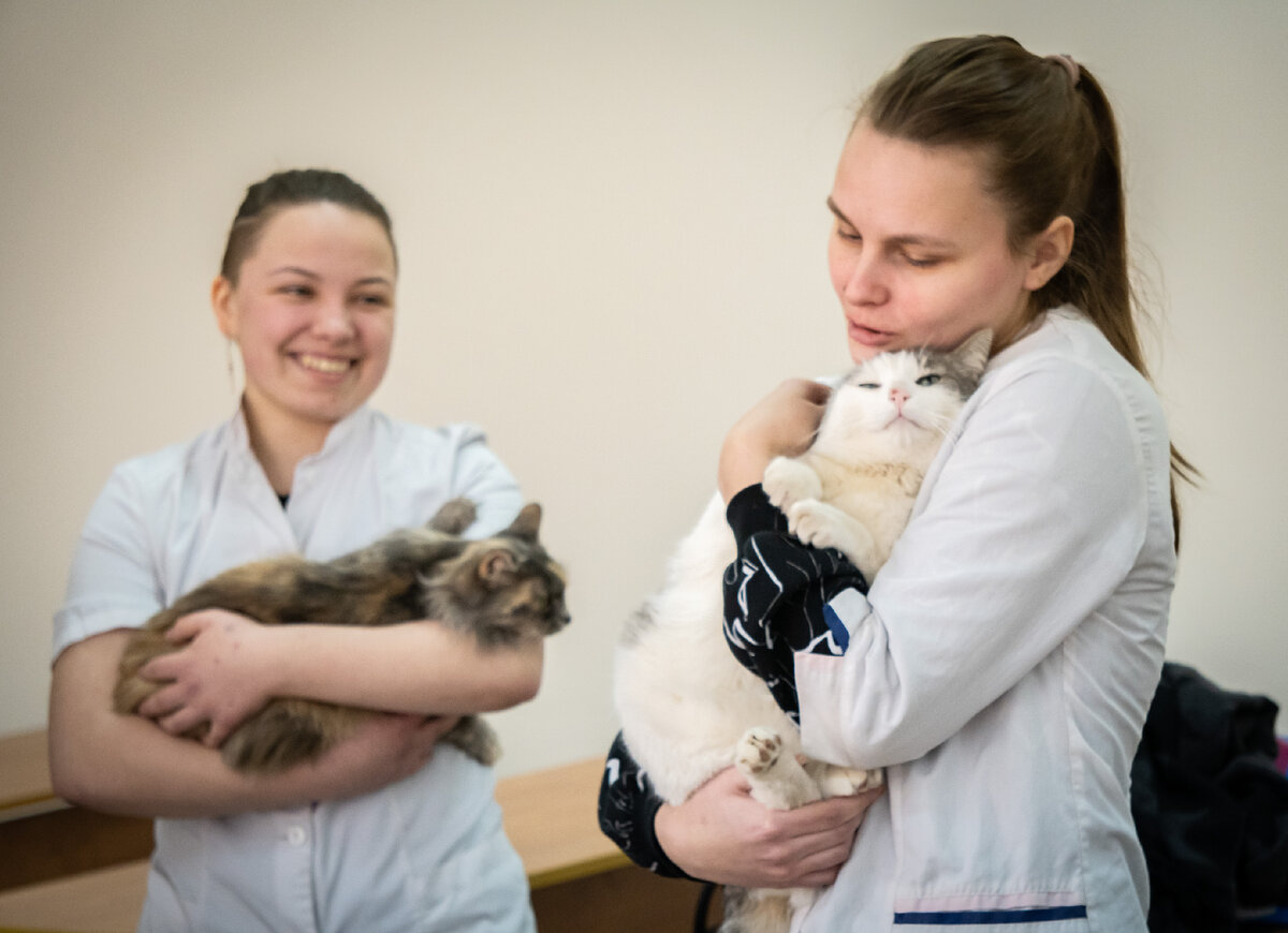 Кошки Вологодской ГМХА живут свою лучшую жизнь
