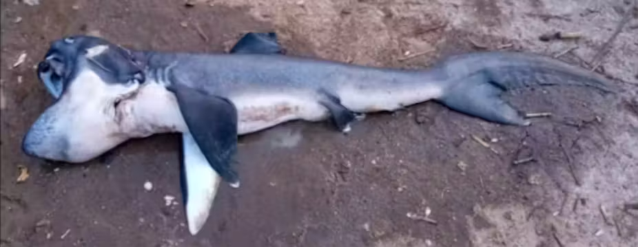 Фотография большеротой акулы, которую продавали на рынке Чоле на острове Пемба в Занзибаре.