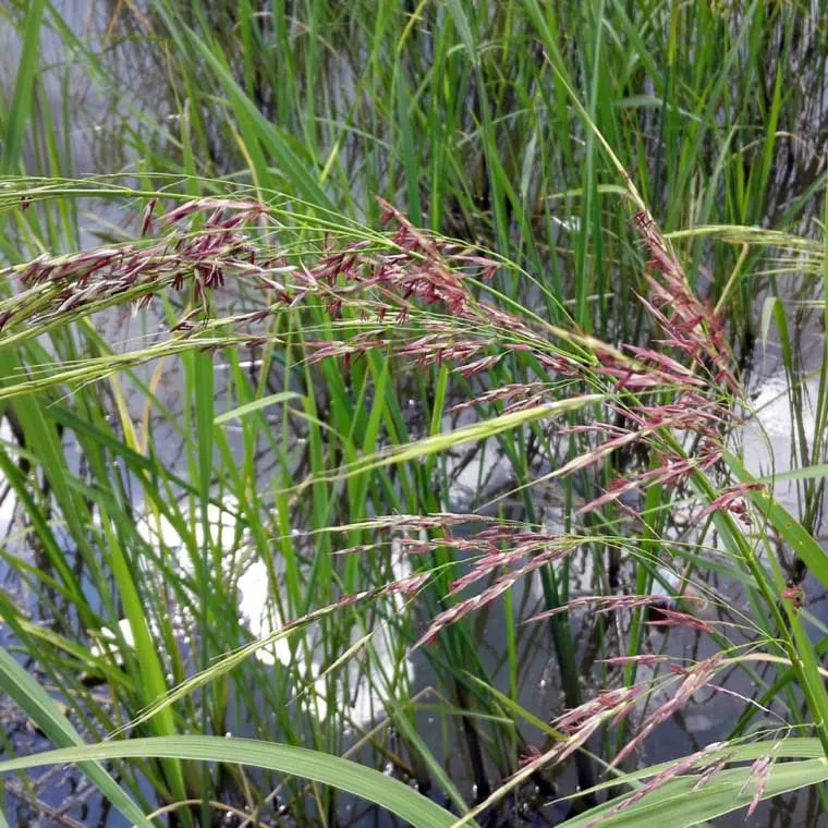 Злак из рода зизания 9 букв. Цицания широколистная. Zizania Aquatica. Zizania latifolia. Zizania palustris.