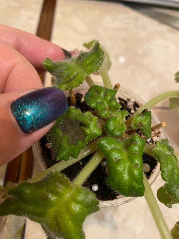 На этом фото чётко видны тёмные пятна на листьях.