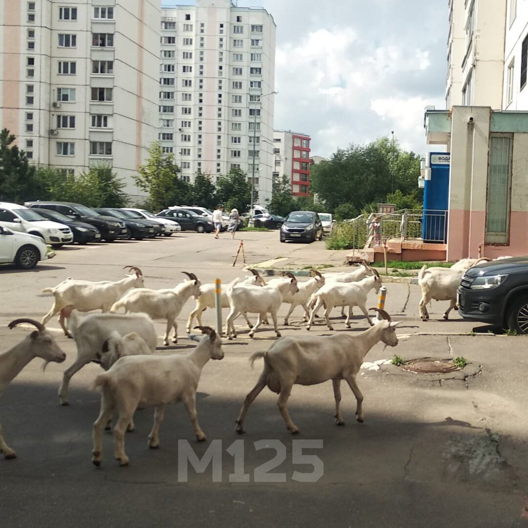 От Козбоя до Круэллы: список странных личностей современной Москвы | Москва  125 | Дзен