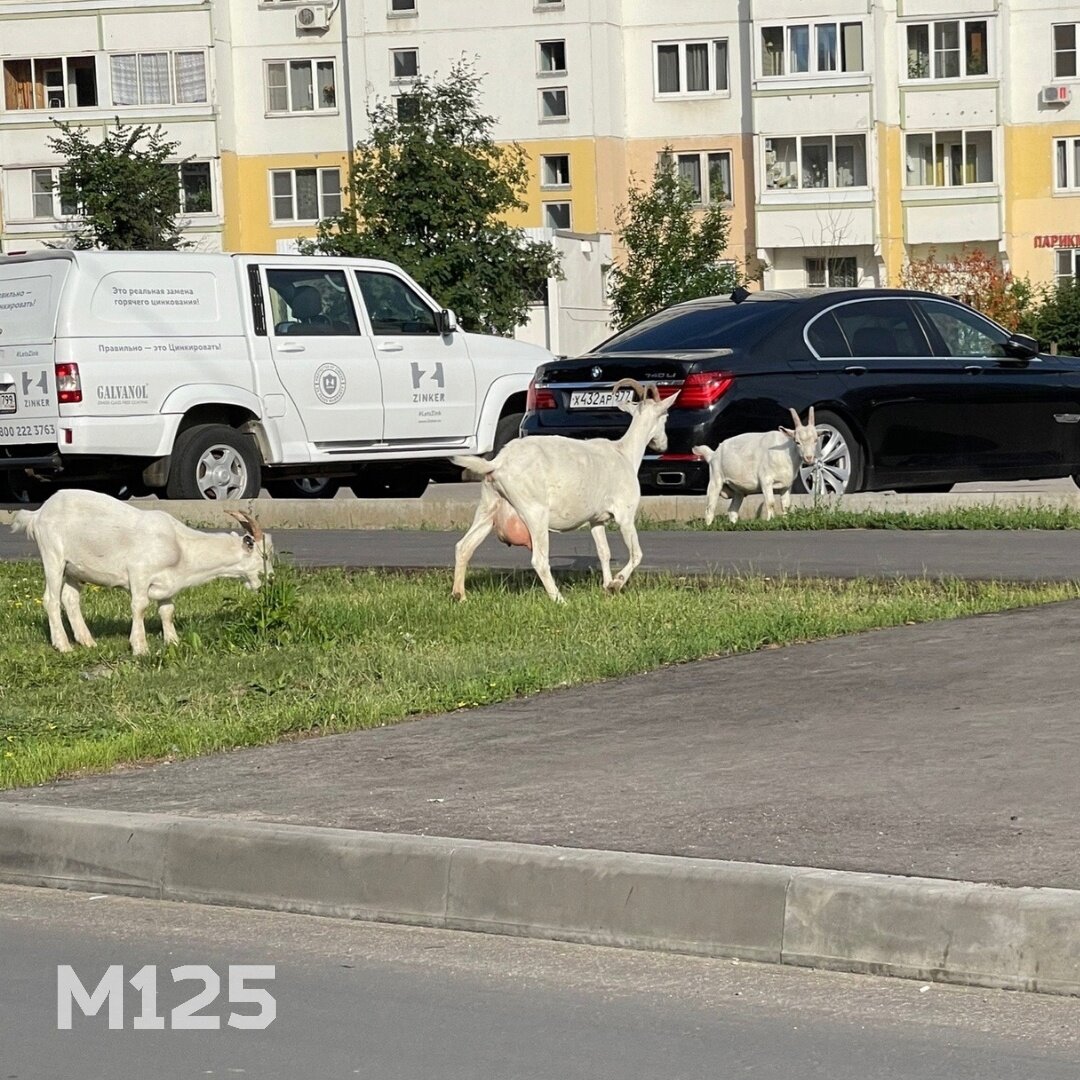 От Козбоя до Круэллы: список странных личностей современной Москвы | Москва  125 | Дзен