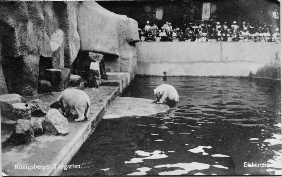 Белые медведи в вольере с бассейном Кёнигсбергского зоосада, фото 1930-х годов 