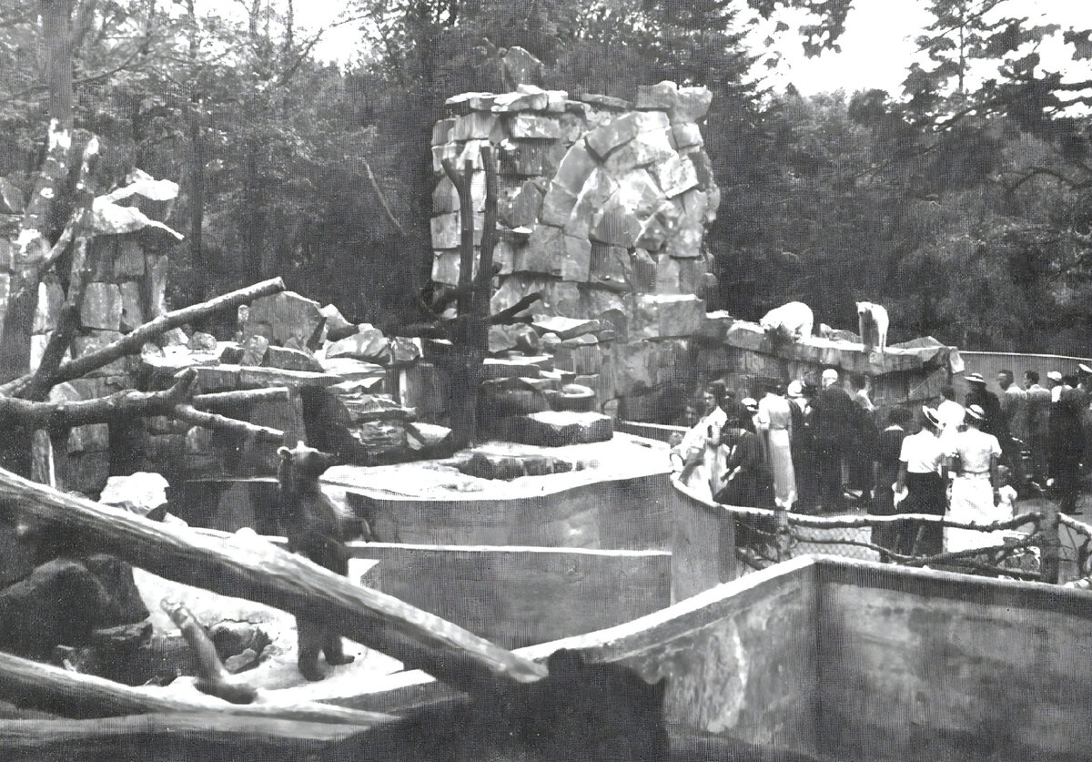 Путеводитель по Кёнигсбергскому зоосаду 1939 года указывал вольер медведей как важный объект на рекомендованном обзорном маршруте. Публика наблюдает за бурыми и парой белых медведей.