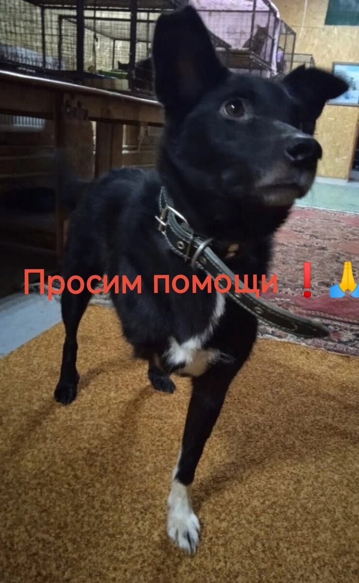 Лапик. 