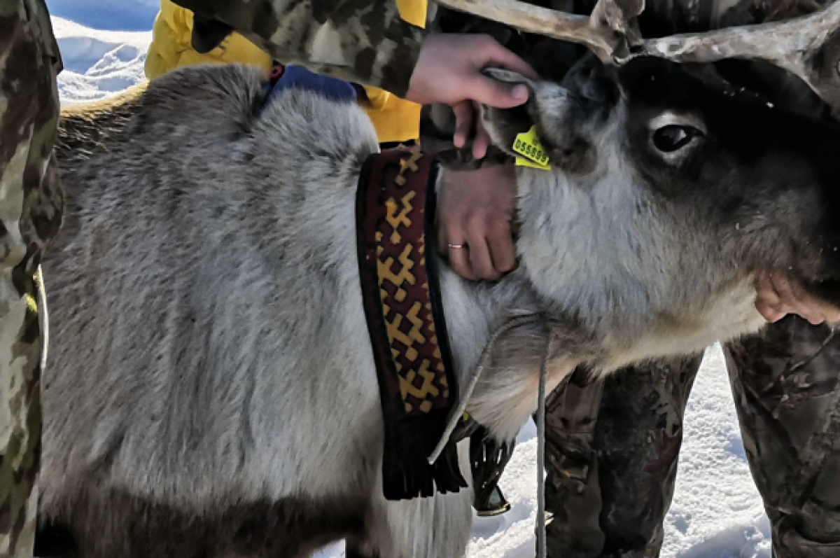    В Салехарде местные жители спасли самку оленя