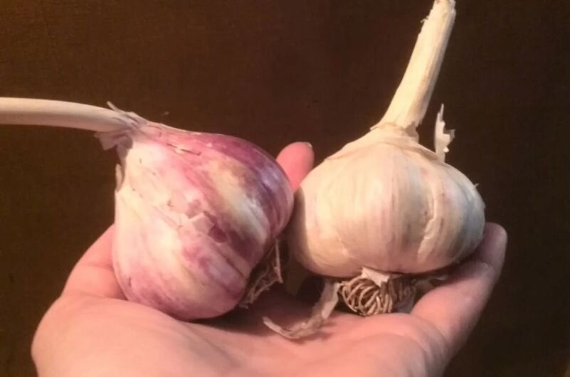 Озимый чеснок.