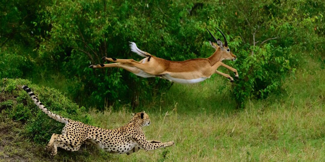 Большие и маленькие, нежные и хищные - удивительные фото животных (23 фото)