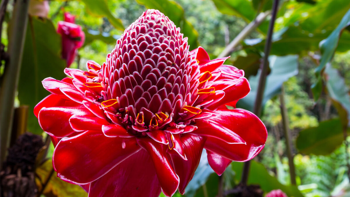 Цветок имбиря