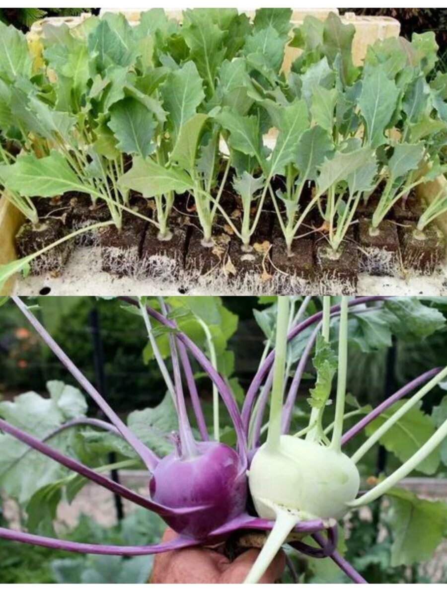 Кольраби имеет нежный и сладкий вкус, а не жгучий, как европейская репная капуста. У кольраби единственная особенность – съедобный утолщенный стебель, который имеет шаровидную форму.