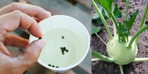 Если вы планируете вырастить рассаду кольраби, то сейте каждое семечко в отдельную емкость, чтобы избежать пикировки – культура ее плохо переносит. 