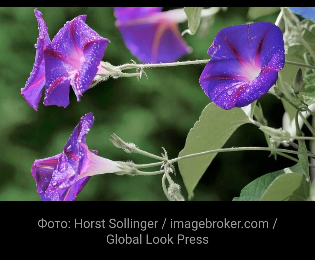  16 февраля в список запрещенных для выращивания растений попала ипомея трехцветная.Посев вьюнка грозит ответственностью перед законодательством. 