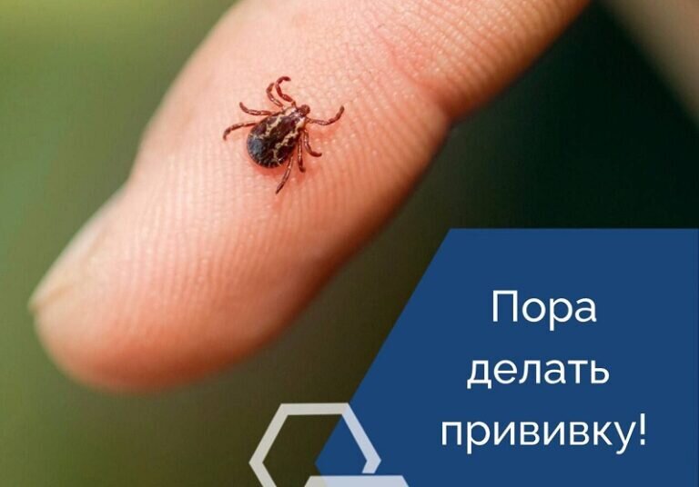    Пора прививаться. Оренбуржцам напоминают о сроках вакцинации от клещевого энцефалита Марина Шарт