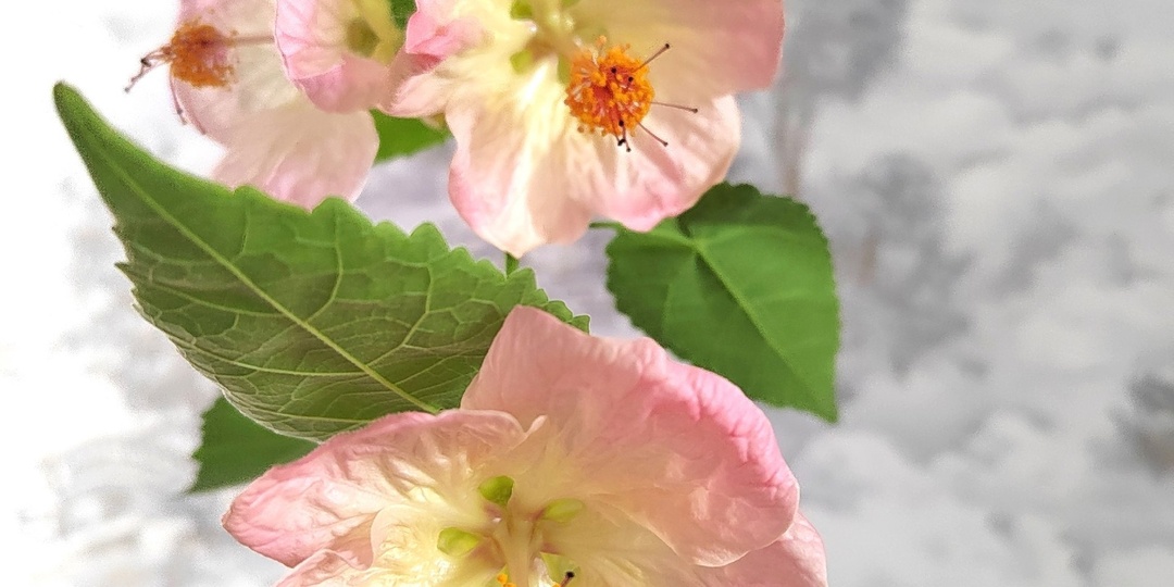 💖Мои цветы, которые заменят любые гортензии и петунии. До 12 крупных бутонов, на каждой веточке