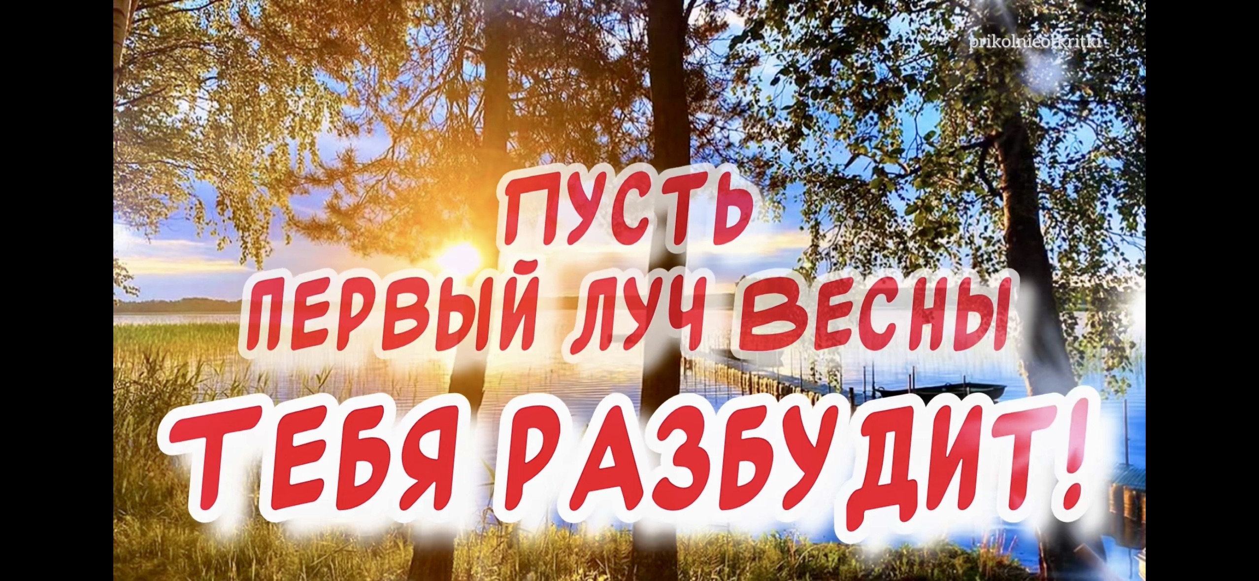 С добрым утром 🕊️ Доброе утро! С первым днем весны! С первым утром  весны🕊️ Красивое весеннее пожелание для тебя #доброгоутра | Прикольные  открытки | Дзен