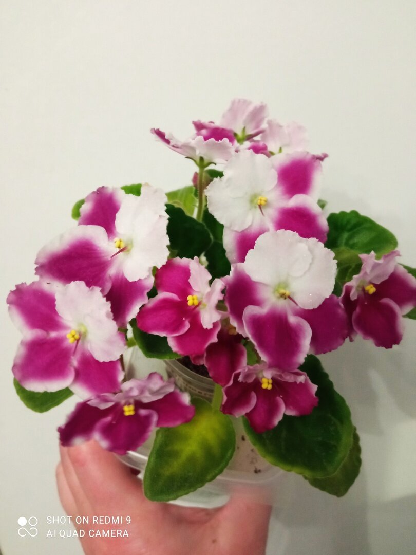 Оптимара Миллениа ( из листочка выращена)