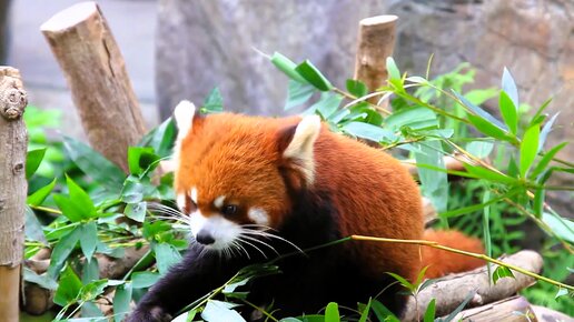 Сафари-парк зоопарка сан-диего. Зоопарк в реже. Зоопарк в евпатории. Зоопарк в реже. Московский зоопарк вольеры.