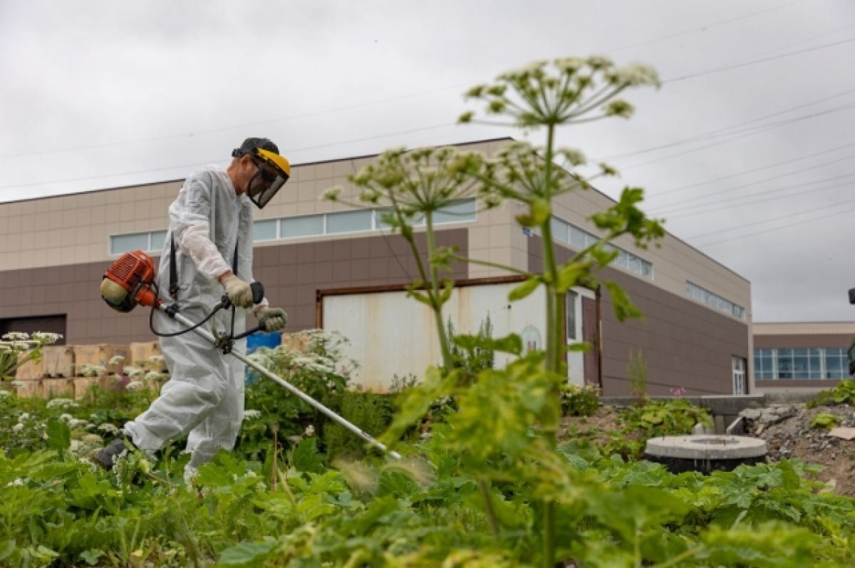    В Союзе дачников рассказали, как безопасно избавиться от борщевика