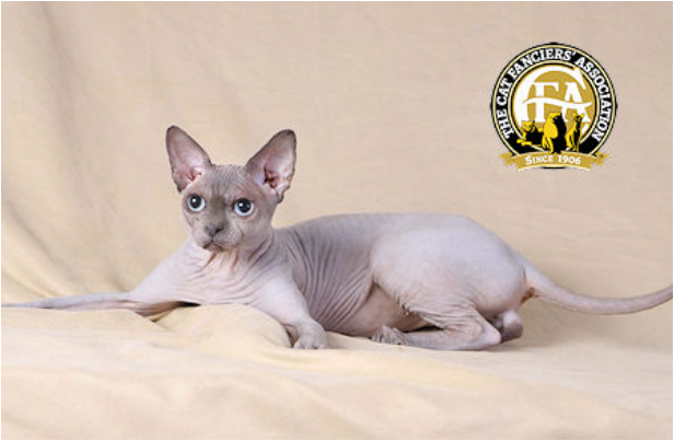 Источник: https://cfa.org/