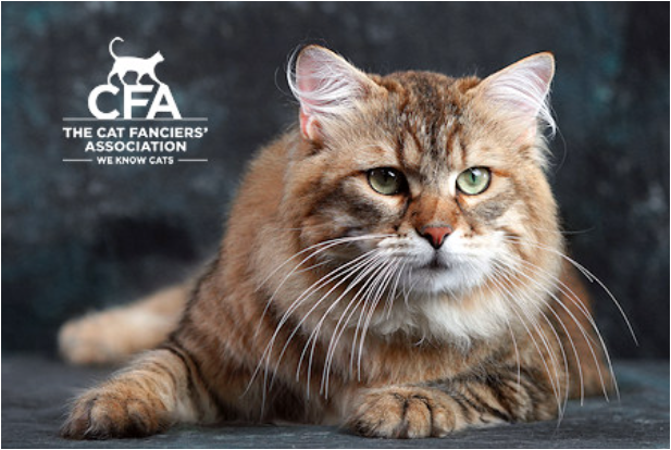 Источник: https://cfa.org/