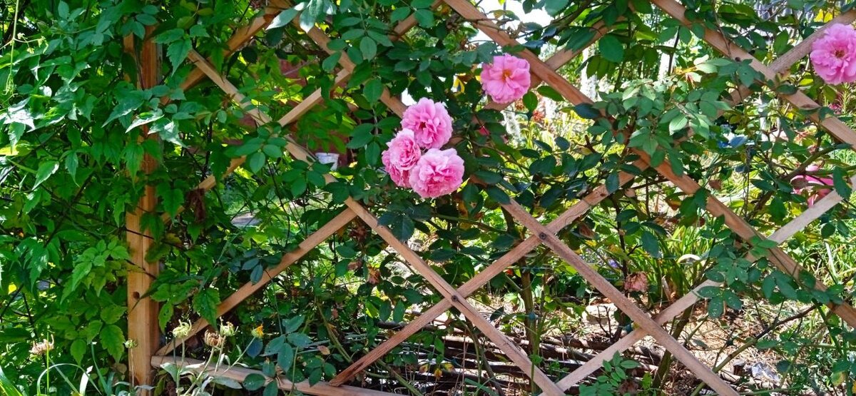 На маминой даче. Роза Джон Дэвис