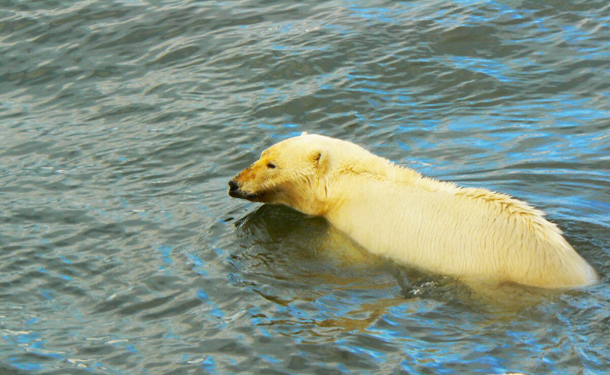 Белый медведь и человек на берегу Карского моря | Go Arctic | Дзен