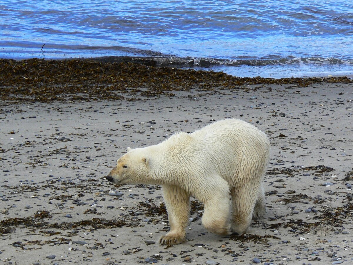 Белый медведь и человек на берегу Карского моря | Go Arctic | Дзен