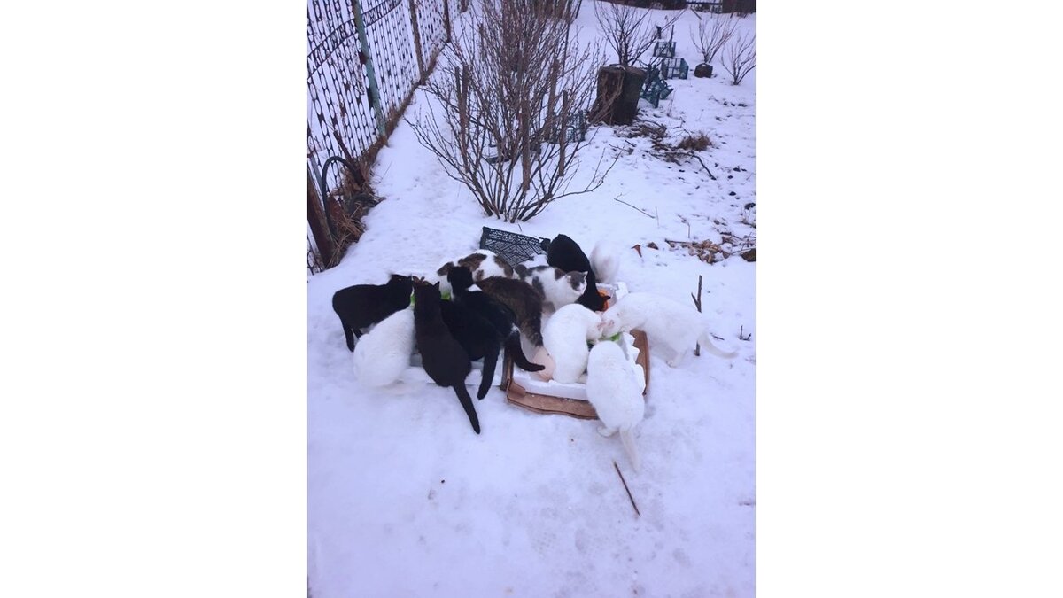    Курские волонтеры пристраивают 10 брошенных в СНТ кошек