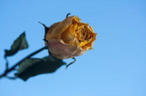    Фото: freepik.com/freestockcenter Анна Полякова