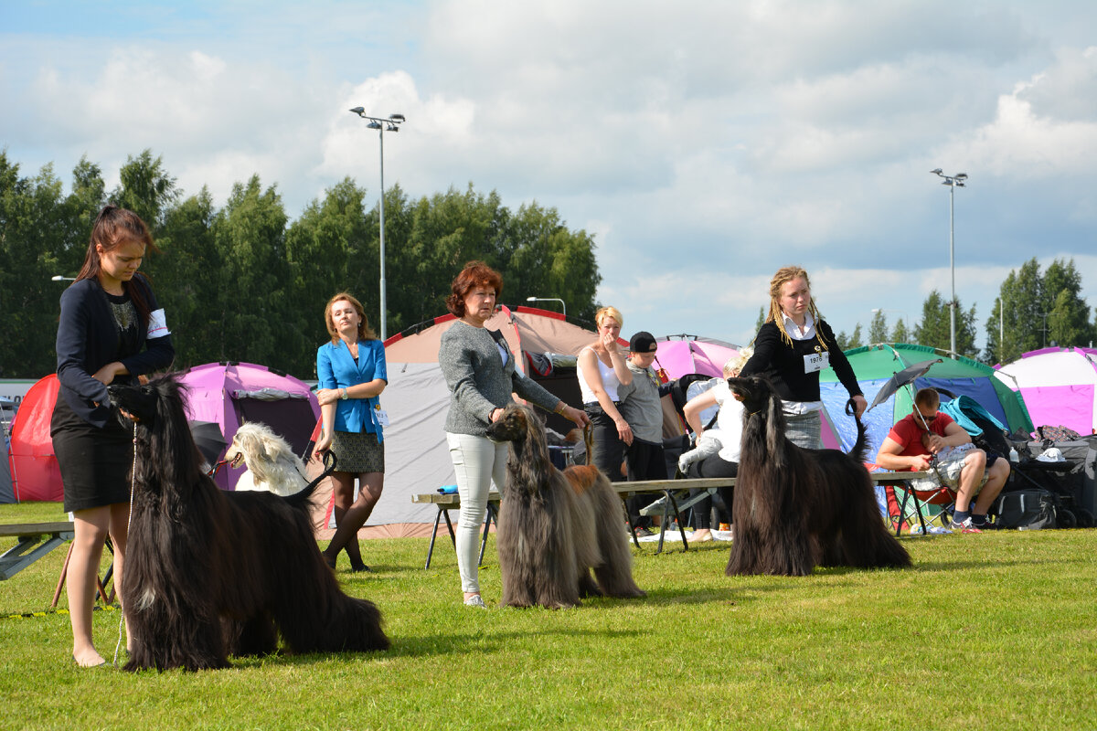 Дог шоу в Финляндии, болею за своих)