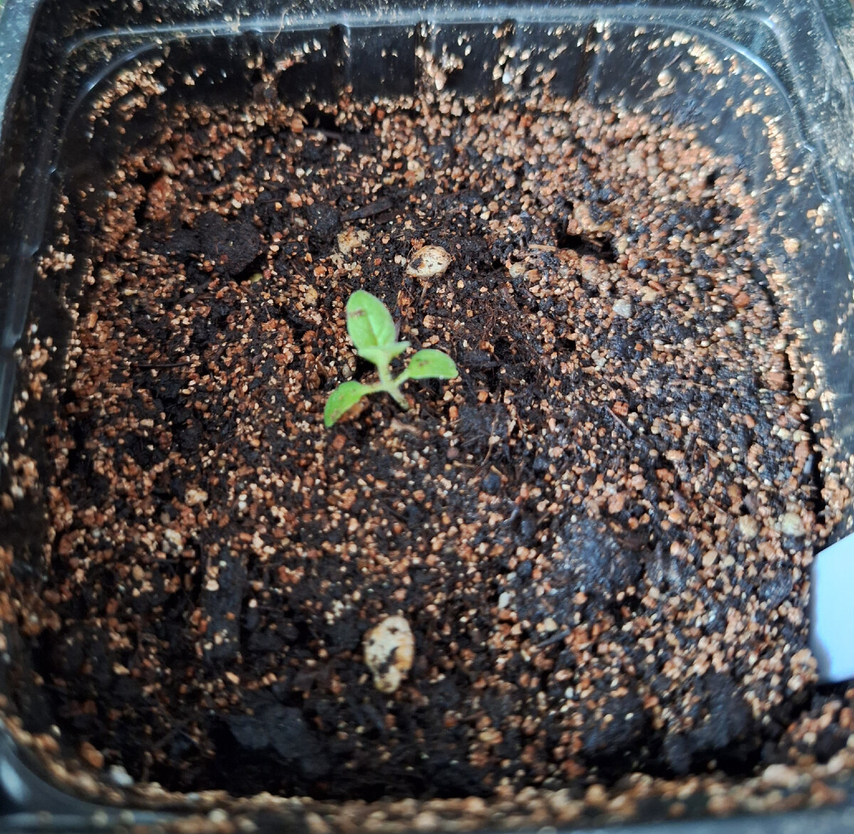 Вот такие малыши