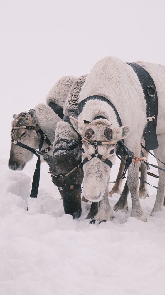    В одном из хозяйств на Ямале возникло подозрение на бешенство у оленей