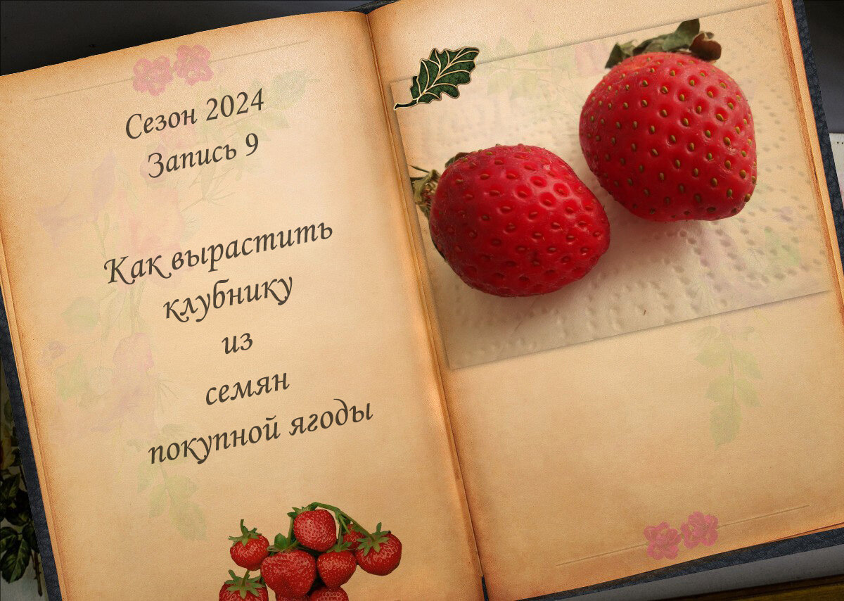 Сезон 2024. Запись 9. Как вырастить клубнику из семян покупной ягоды |  Увлекательный мир садовода | Дзен