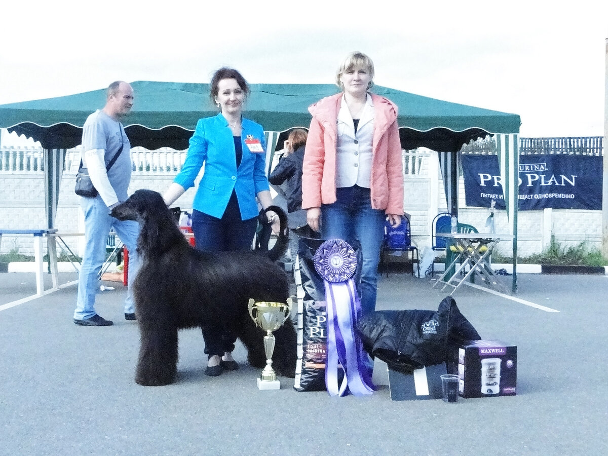 Самое приятное - выиграть все. Кир и его первый BIS - лучшая собака выставки