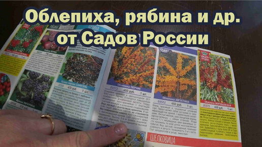 Смотрим каталог от Садов России. Рябина. Облепиха. Кизил. Барбарис. Лимонник и другие.